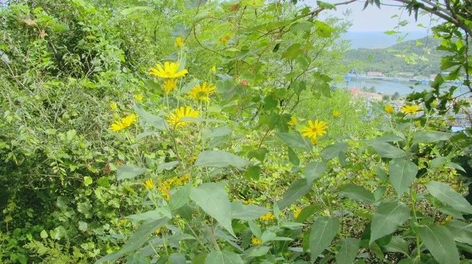 大连回到20年前,大连回到了故乡烟台