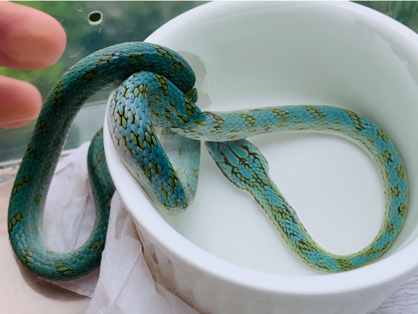 「爬宠饲养」蛇苗不开食难道只能填？​且慢