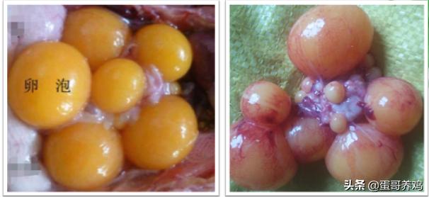 家禽剖检,家禽剖检的顺序和检查点