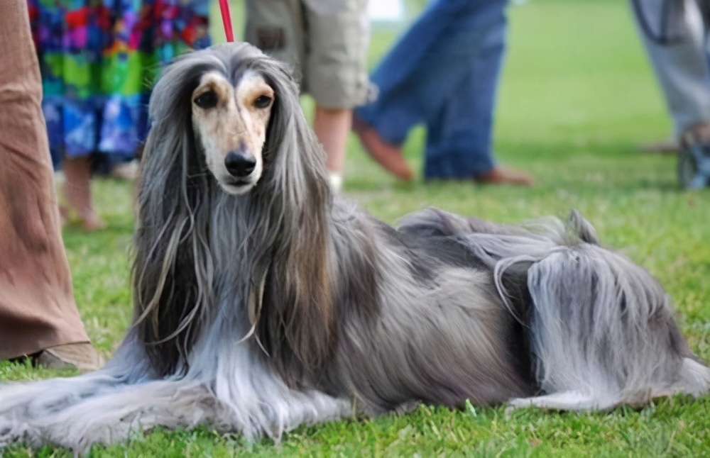 45种狗你能认出几种,盘点你认识的几种狗