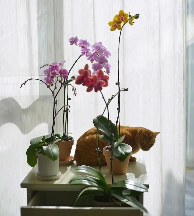 去花市买花千万别买这4种花,春天逛花市5种花千万别买