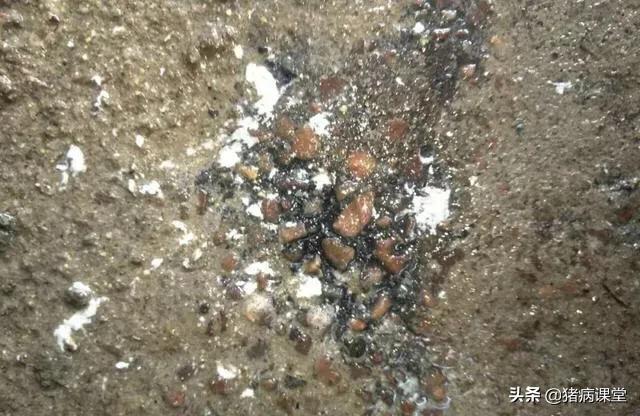 猪尿是黄色的是什么病,猪的尿液粘稠