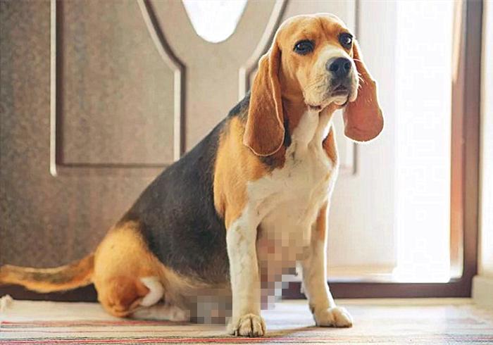 狗狗出现孕吐症状，应立刻带去检查，主人切勿忽视假孕的危害