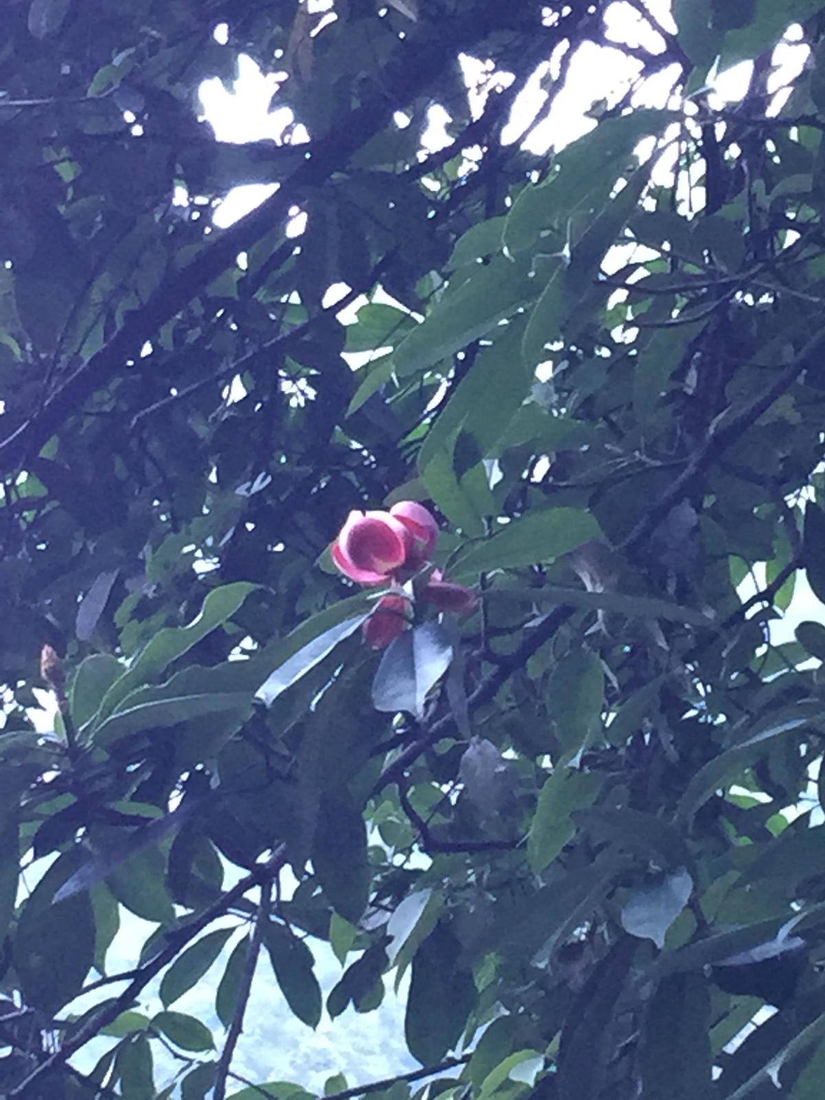 峨眉山登顶佛像,峨眉山登顶记完整版