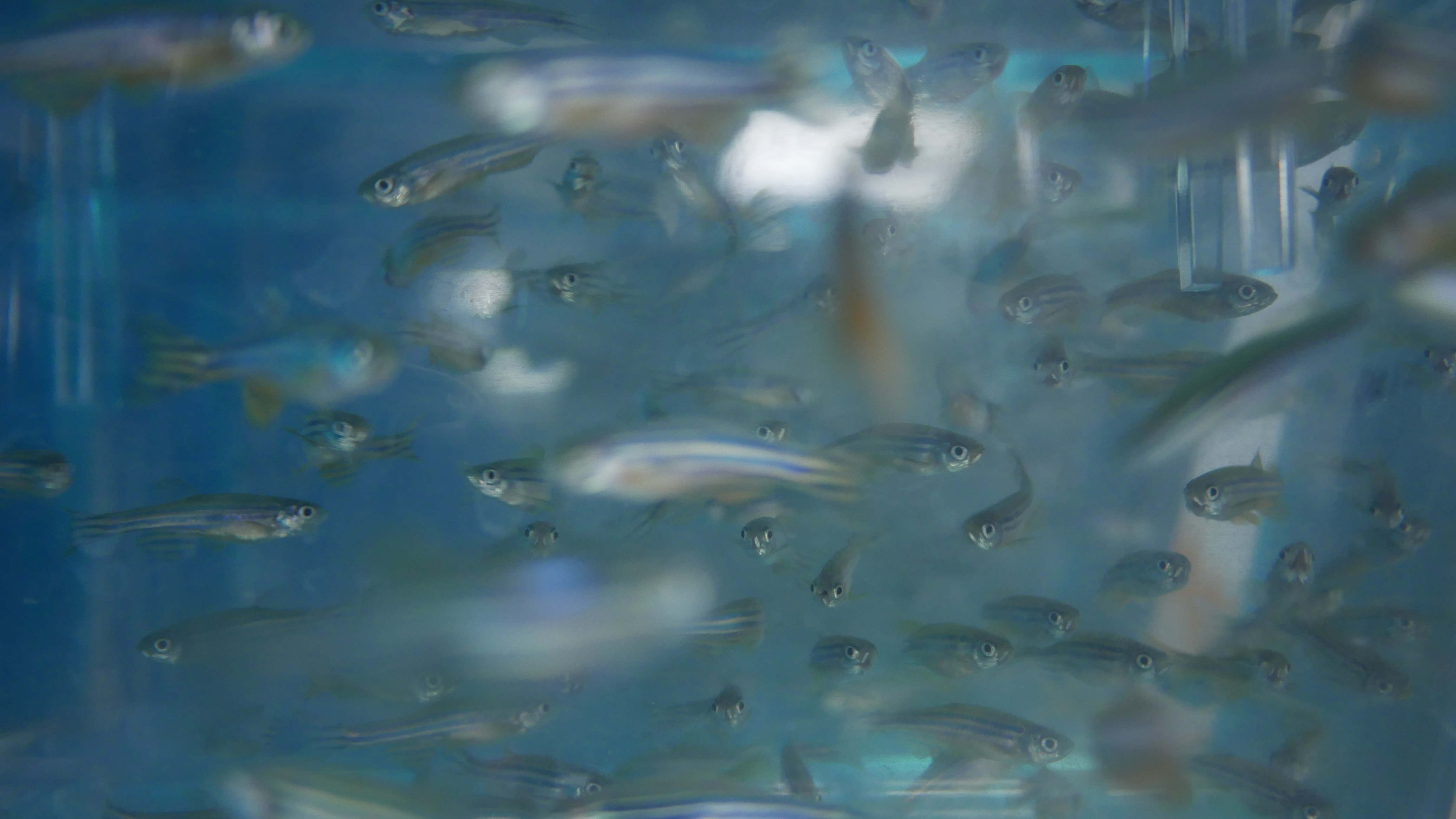 探秘省儿童医院斑马鱼实验平台医院有个“博士渔夫”团