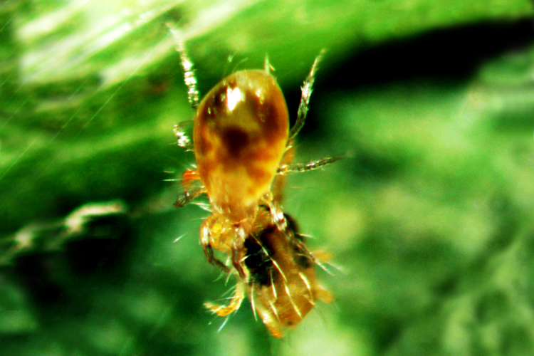 什么是生物疗法治疗,什么是生物防治及其优缺点