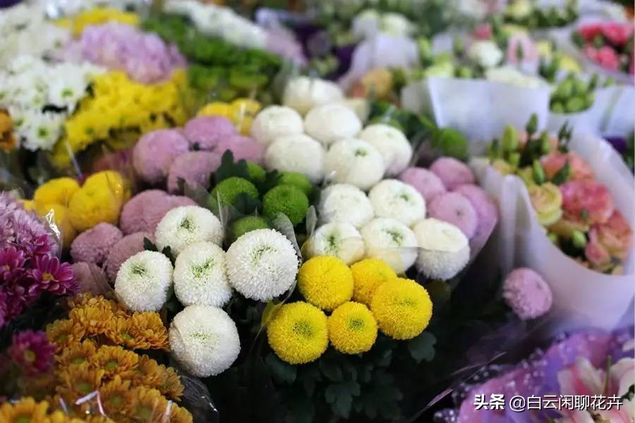 乒乓菊好美,乒乓菊需要阳光