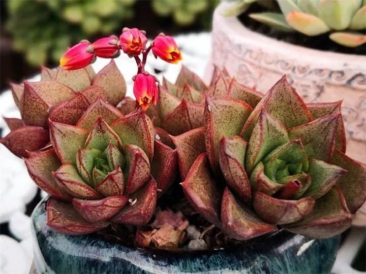 什么多肉夏天也可以继续生长,教你十大多肉养护技巧