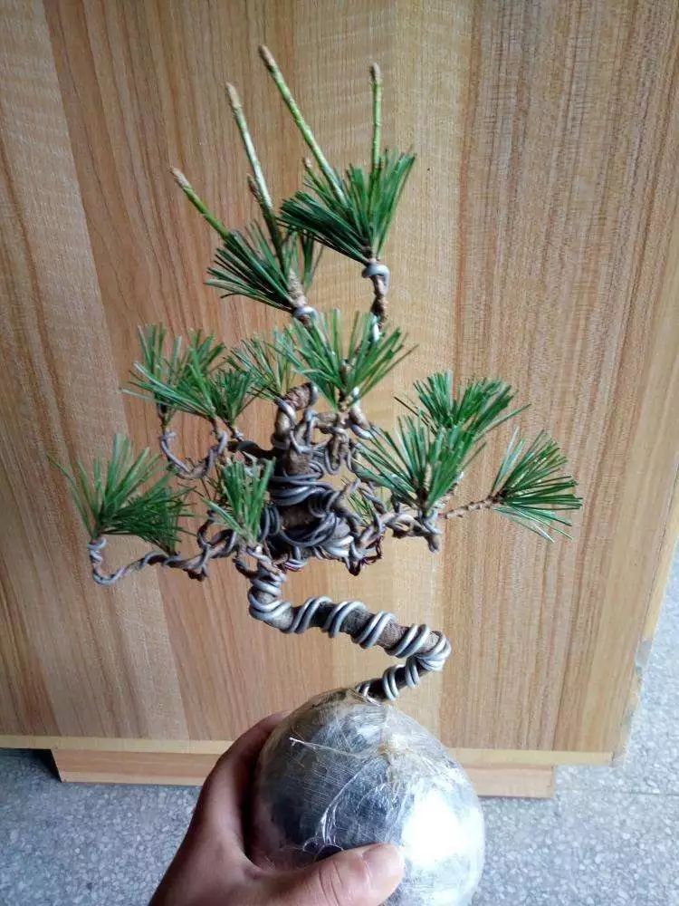 十年之前,它只是一棵黑松枝条;十年之后,作者开价十二万!