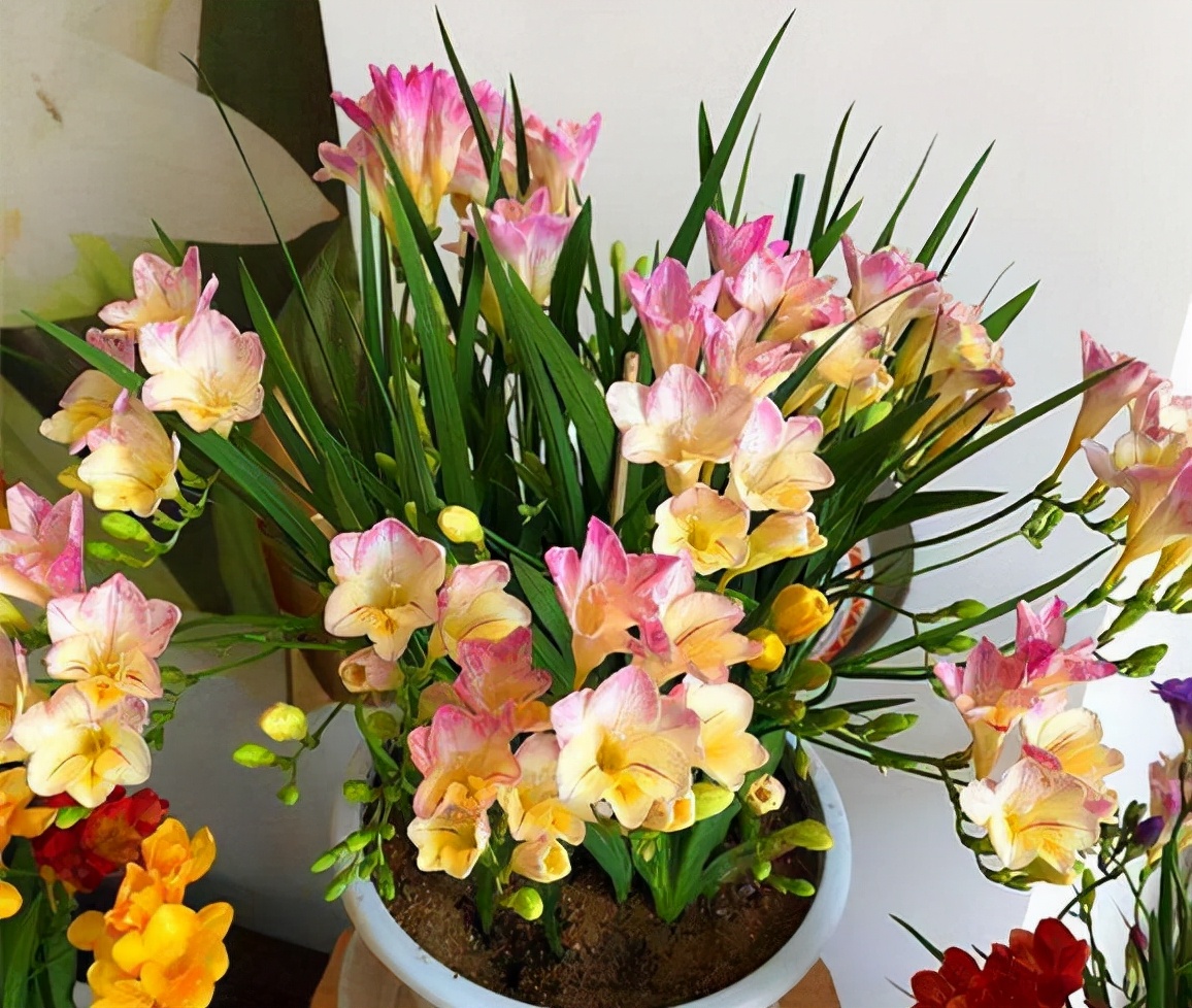 便宜的网红花有哪些图片,4种高颜值网红花