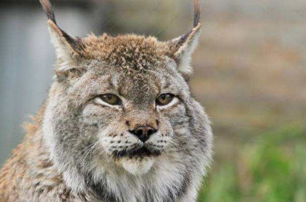 猫的祖先有多可怕,猫的祖先距今有多少年