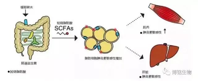目前治疗二型糖尿病最前沿的方法,全世界治疗2型糖尿病最新方案