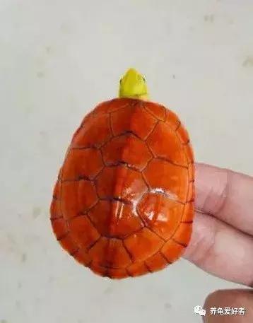 龟的发色,龟发色的本质