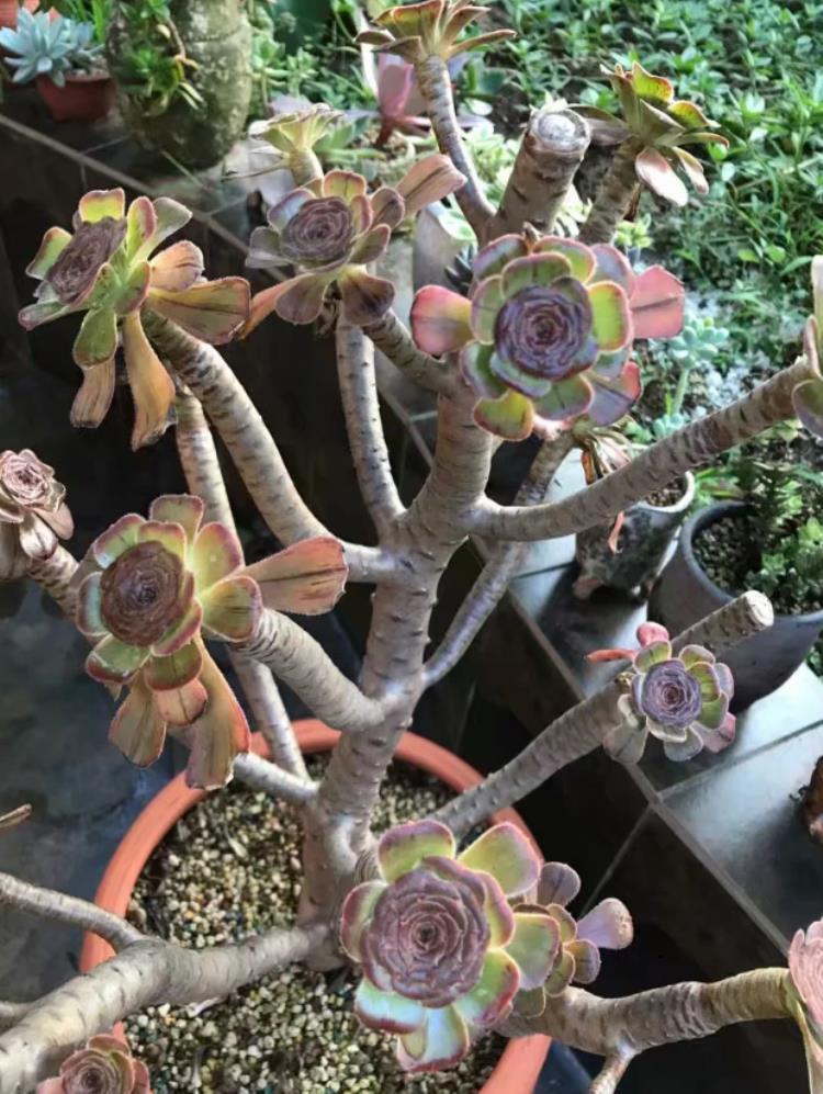 多肉的根腐黑怎么处理,法师主根黑腐了怎么办