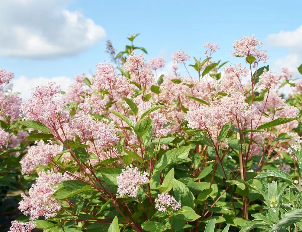美洲茶寓意是什么,美洲茶蓝色海洋