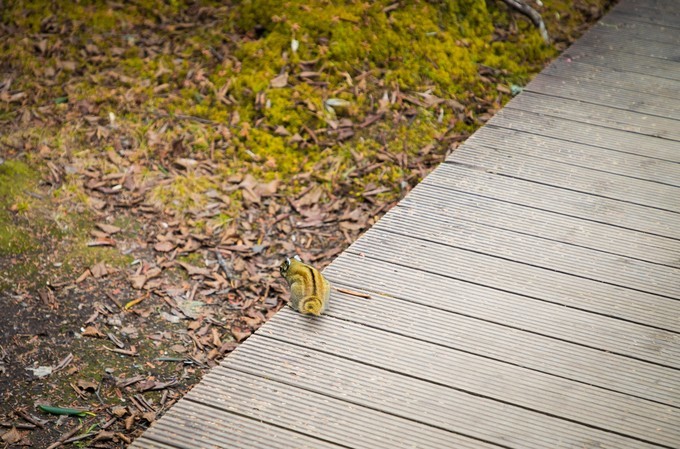 消失的地平线上的“香巴拉”和“女儿国”（二）