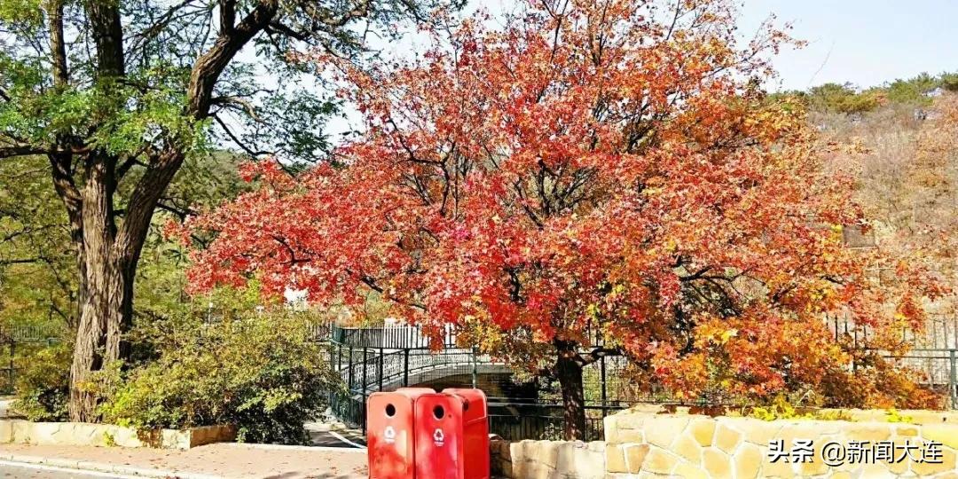 大连赏秋免费的地方,大连赏秋打卡地