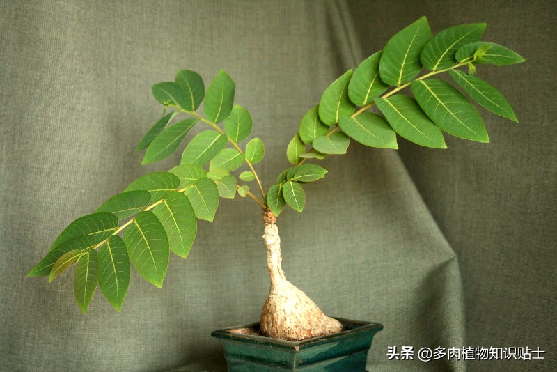 奇异油柑块根,奇异油柑原产地是哪里