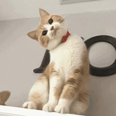 华为系统更新后老重启,更新系统后手机卡顿怎么办