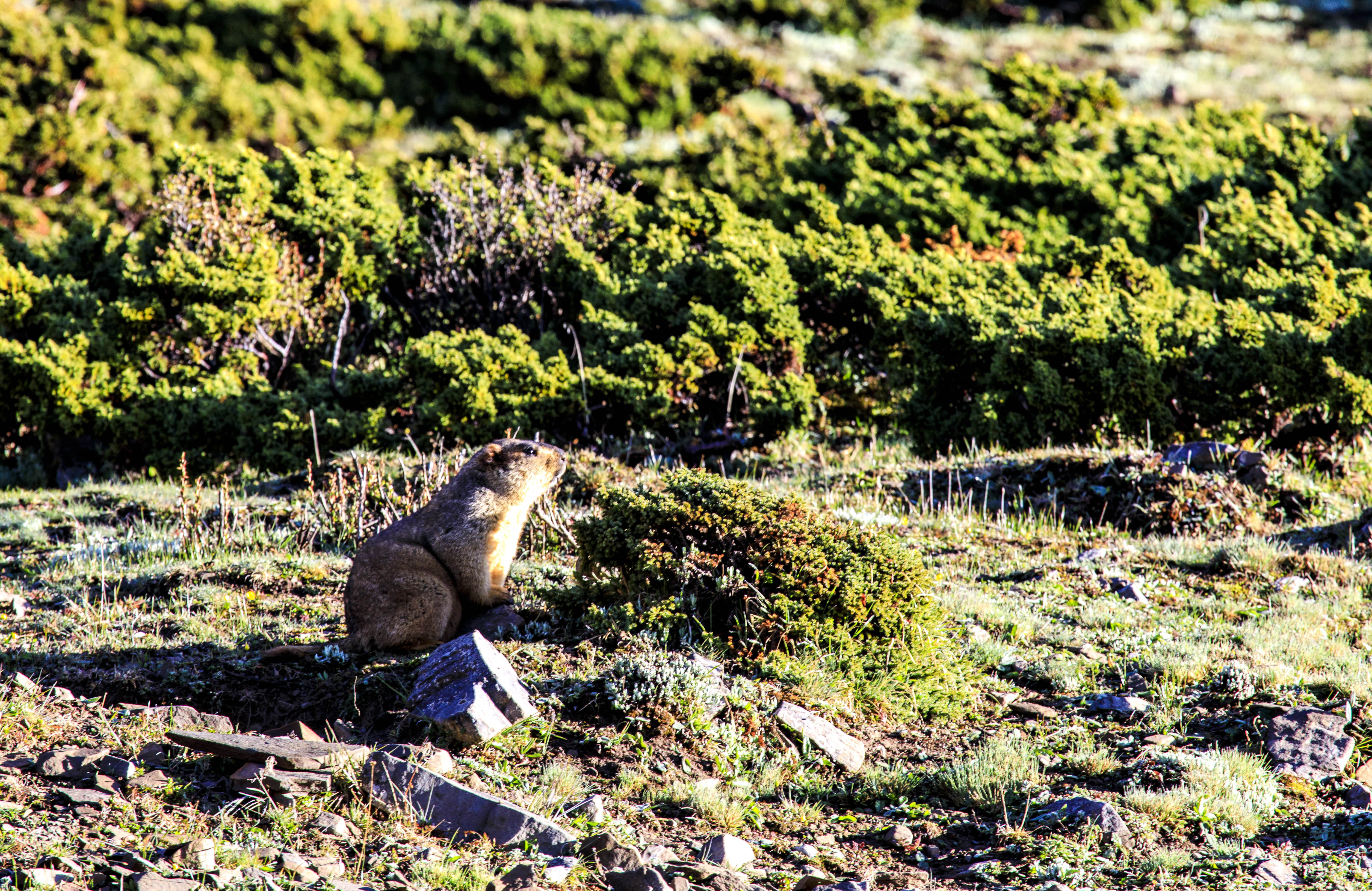 贡嘎雪山自由旅拍,里索海贡嘎雪山全景