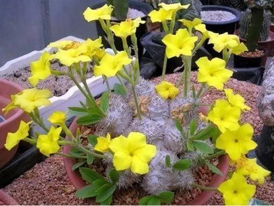 十大天价植物种子,十大顶级名贵植物