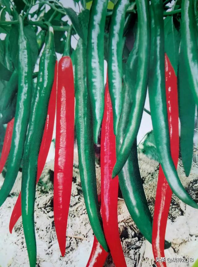 饼肥可以直接施吗,饼肥怎么快速腐熟