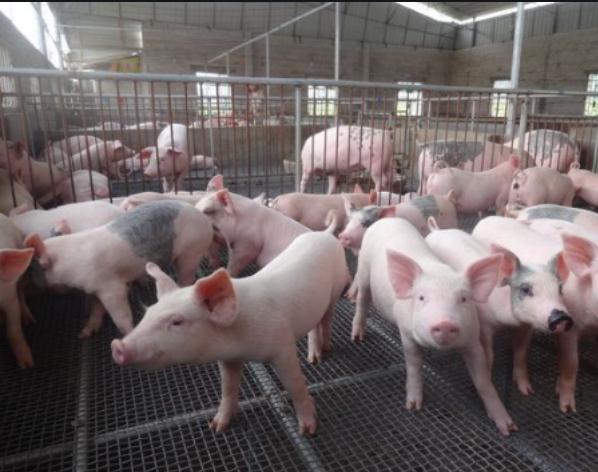 养猪场容易得传染病吗,养猪怎么预防呼吸道疾病