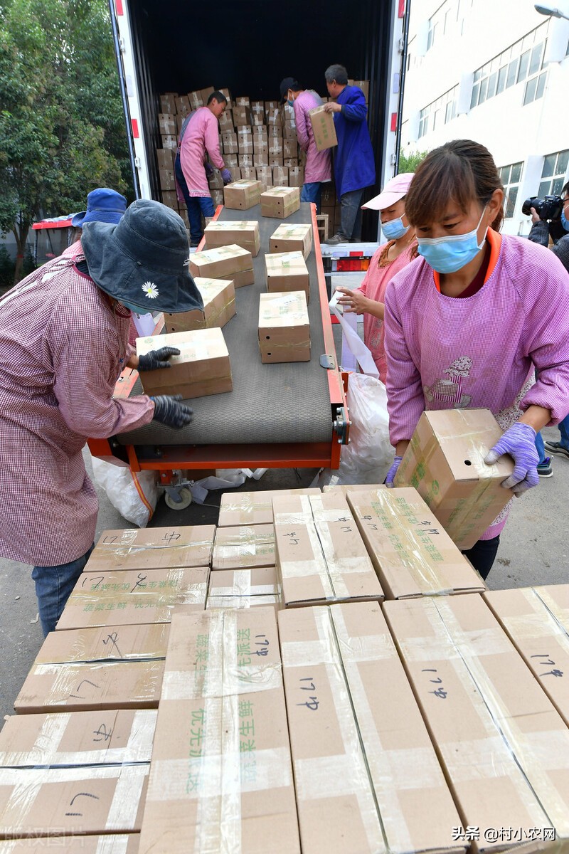 农村养殖致富小创业项目有哪些,2022年农业种植养殖政府扶持项目