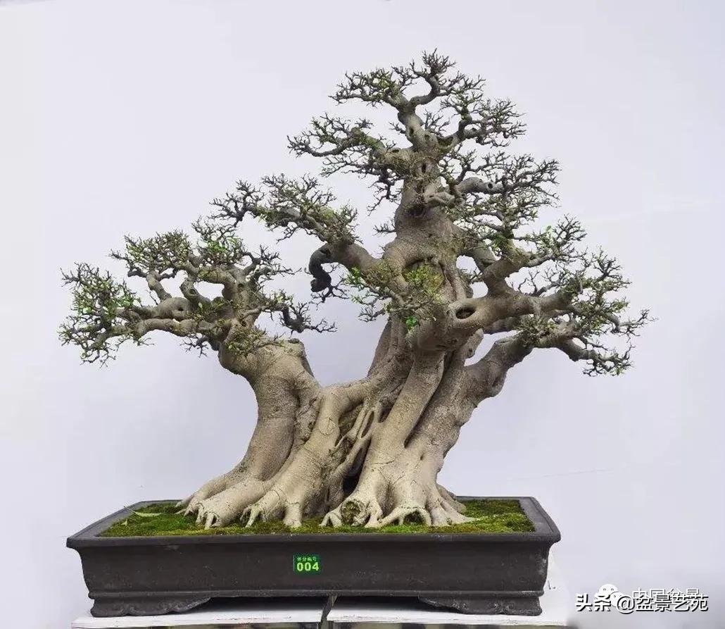 老树桩的造形特征有哪些,论述树桩盆景主要流派的艺术特点