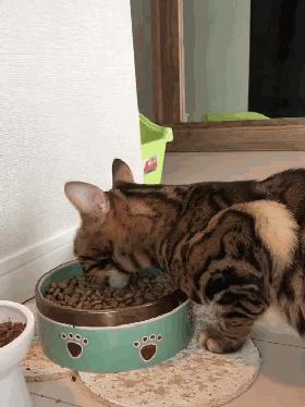 猫咪怎样的表现证明它是挑食了,猫咪挑食不吃西瓜怎么办