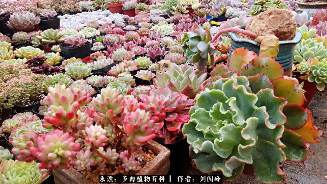 七百元打造的多肉王国，你还缺什么？