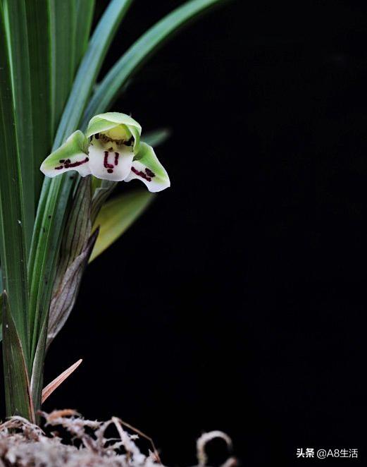 中国兰花名品录,春兰兰花名品大全