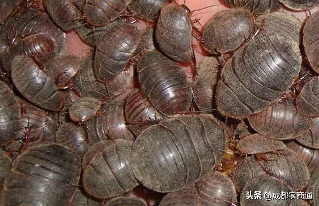 土元的养殖室温,土元的养殖技术