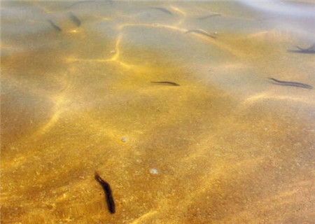 泥鳅养殖技术一亩多少钱,泥鳅养殖一亩收益多少钱