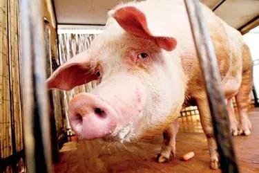 母猪产前能打氯前列烯醇吗,母猪催产氯前列烯醇用几毫升