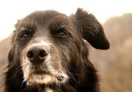 养狗小妙招狗狗细小呕吐拉稀,狗狗拉稀呕吐打什么针好得快