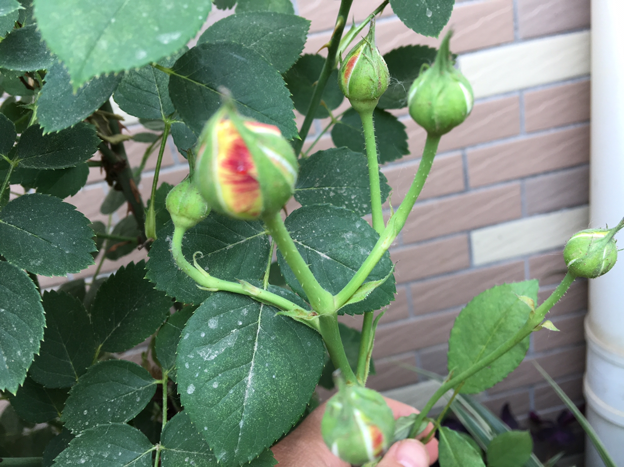 月季花怎么修剪花多好看,月季花怎么修剪才能多开花