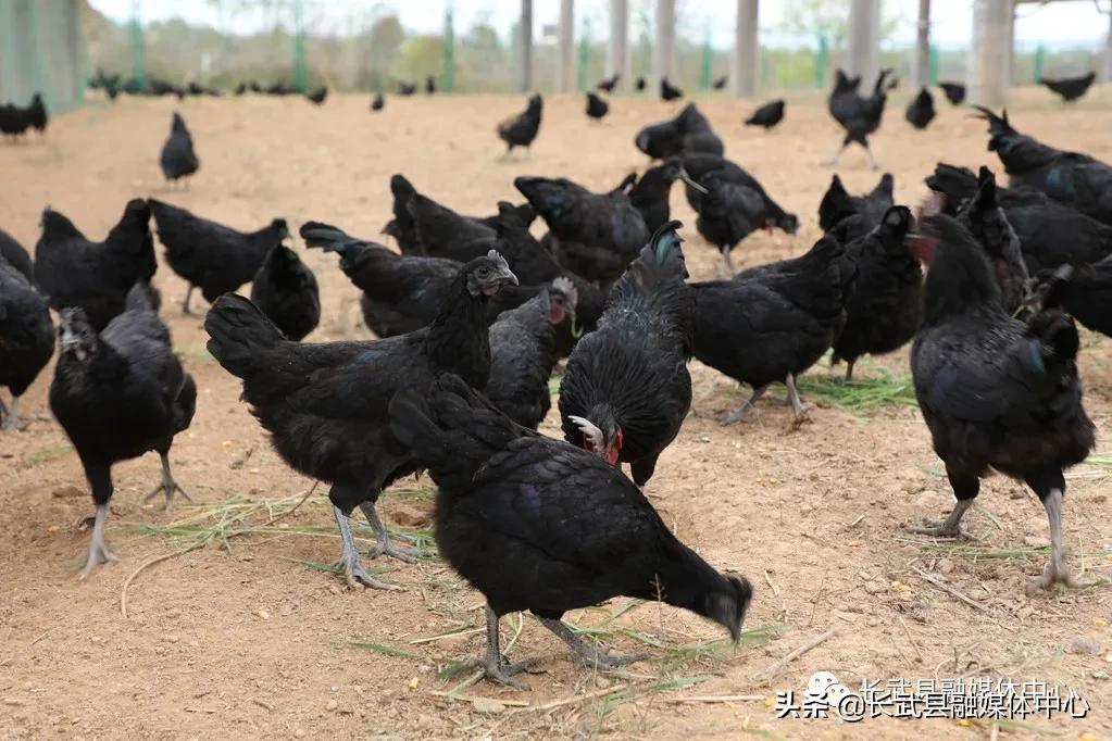 致富经|长武绿皮鸡蛋成为群众脱贫致富的“金蛋蛋”