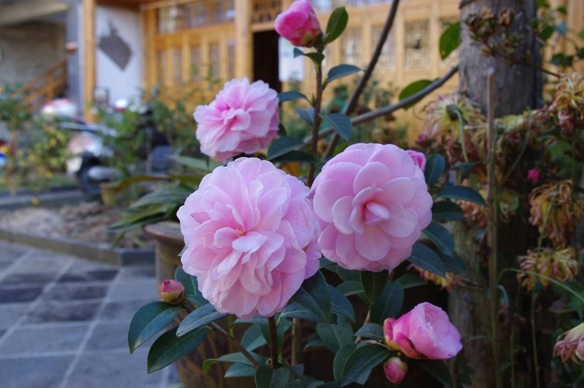 能开花的3种树，既有树干一样的坚韧，又有花卉一样的柔美