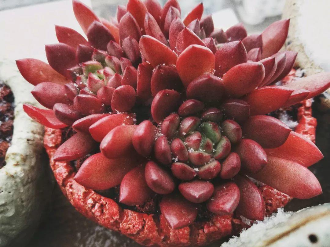 多肉红宝石冬天养殖方法和技巧,多肉红宝石夏天怎么养