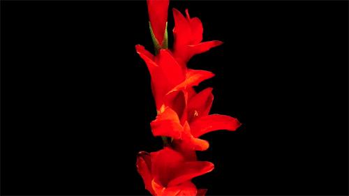 送你百花开放的瞬间动图！简直美呆了！