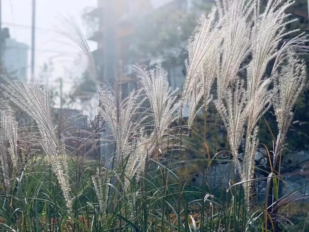 创森进行时丨立冬后，我把丰台的秋，收进了相册里