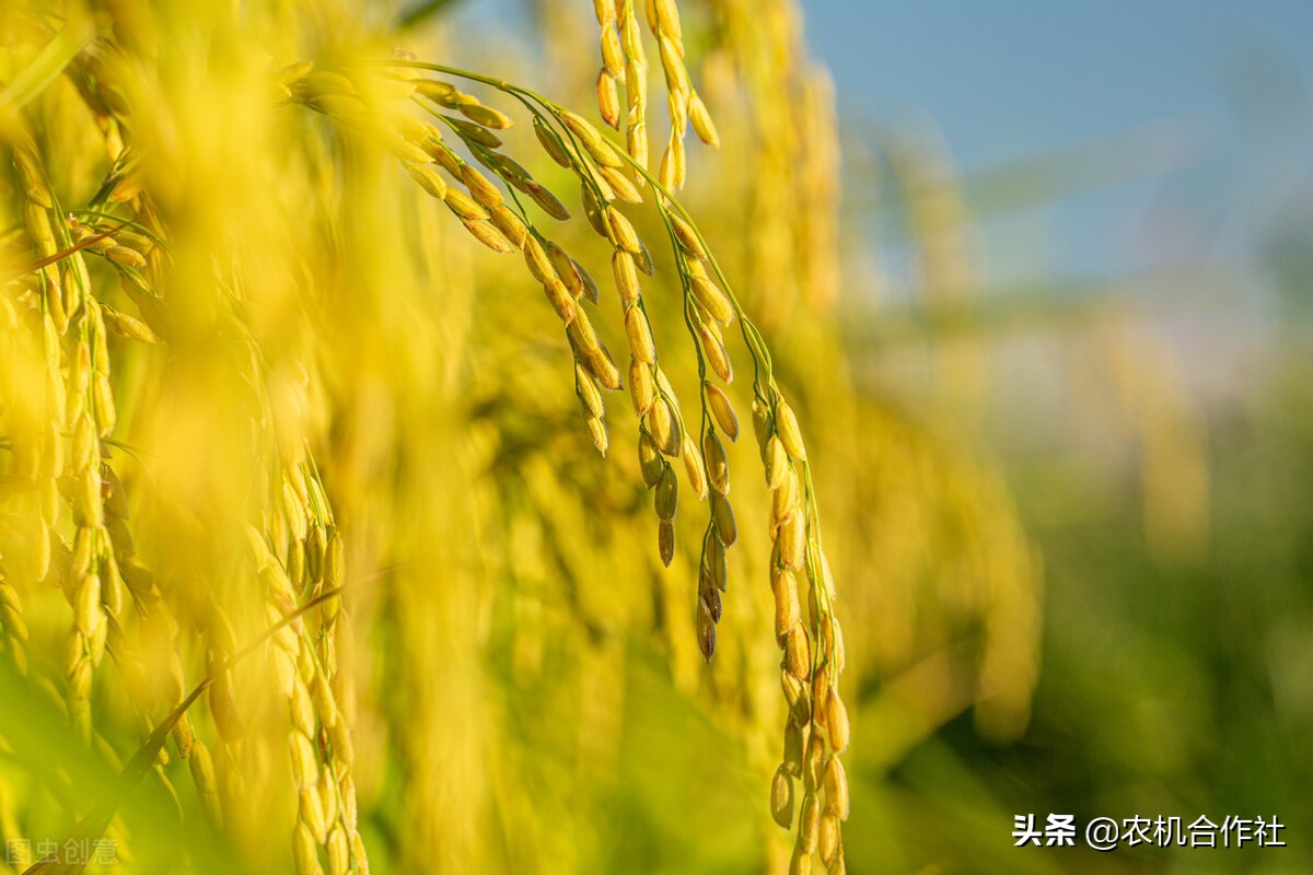 广汉市惠民农机专用合作社地址,注册农业农机合作社