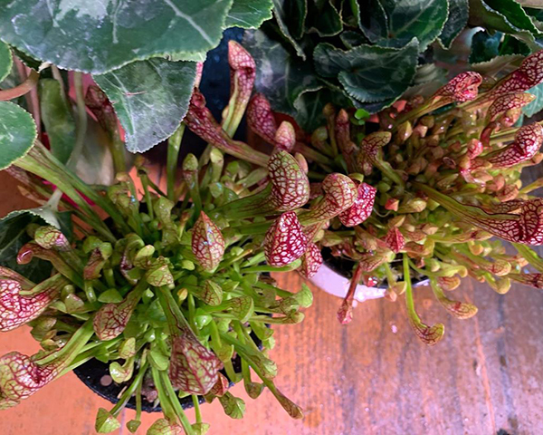 种植什么植物能驱蚊蝇,养什么植物驱蚊驱蝇