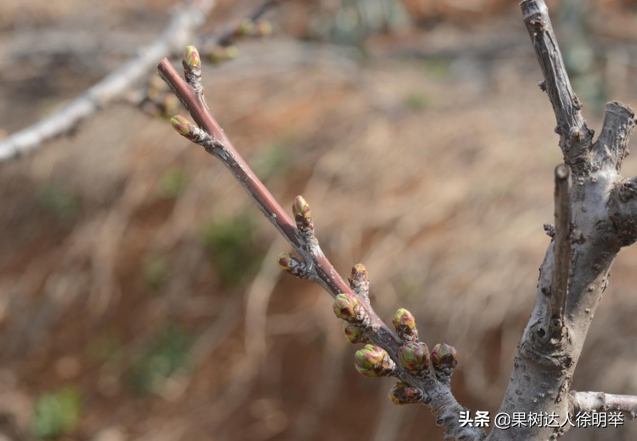 大樱桃全年管理主要防治病虫害,大樱桃开春管理