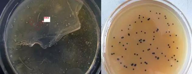 水产丁酸梭菌的正确用法,丁酸梭菌的用法用量