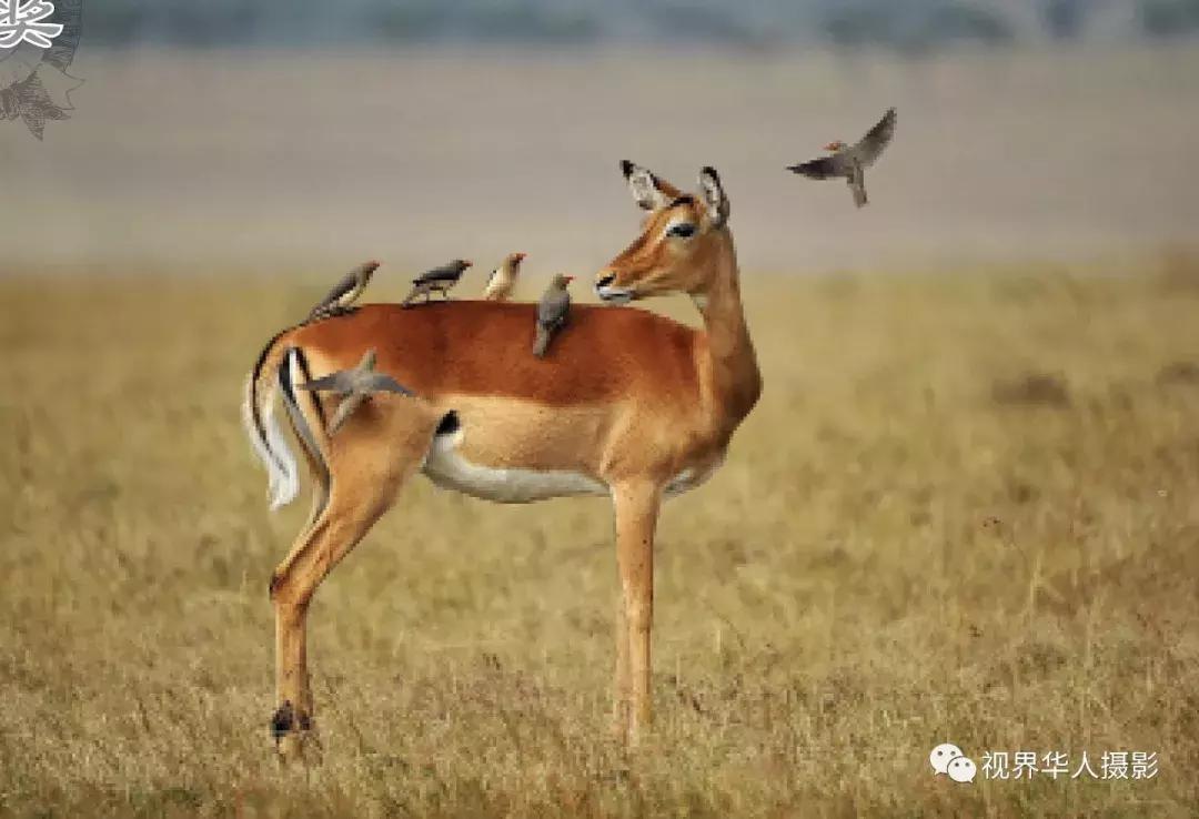 大美中国主题摄影作品征集启事,第五届华人摄影展入选名单