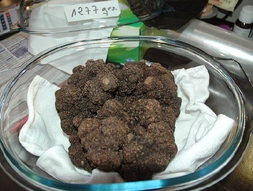 松露很贵,松露到底是为什么贵看完长见识了