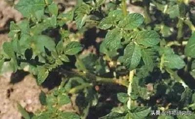 马铃薯黑胫病病害及防治方法,马铃薯常见病害有哪些