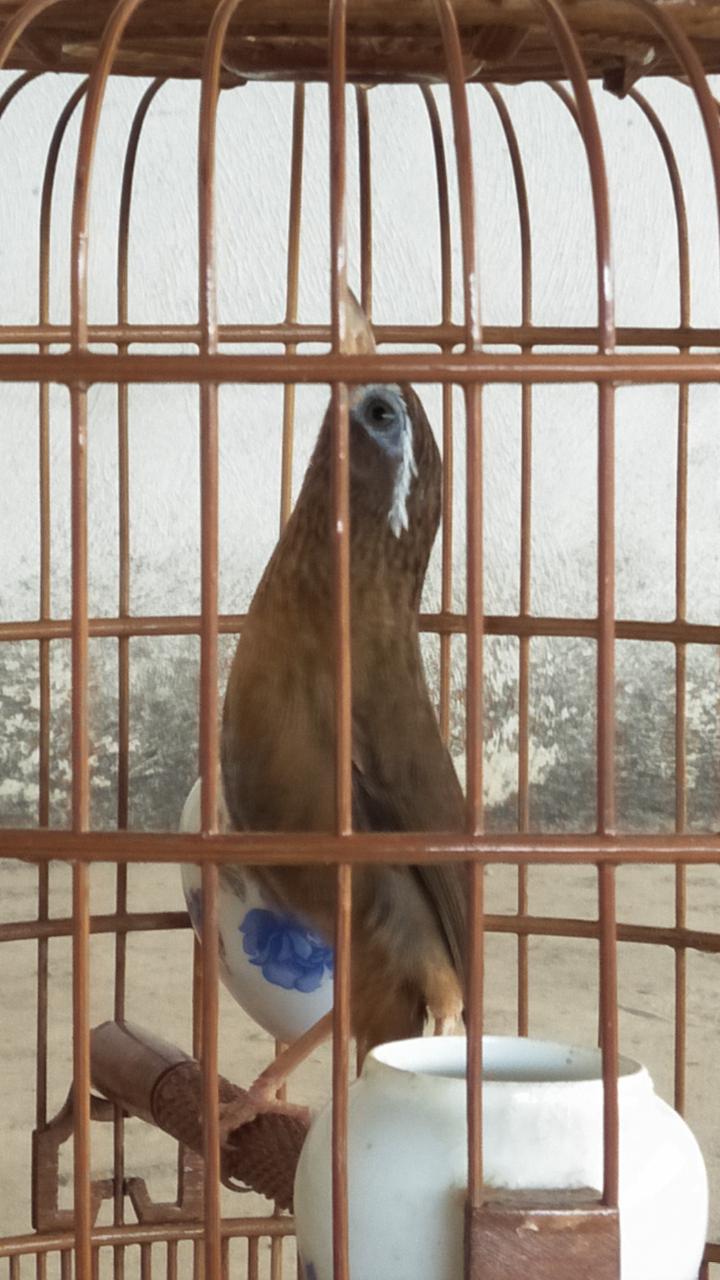 画眉鸟打鸟最好的品种,画眉鸟实战